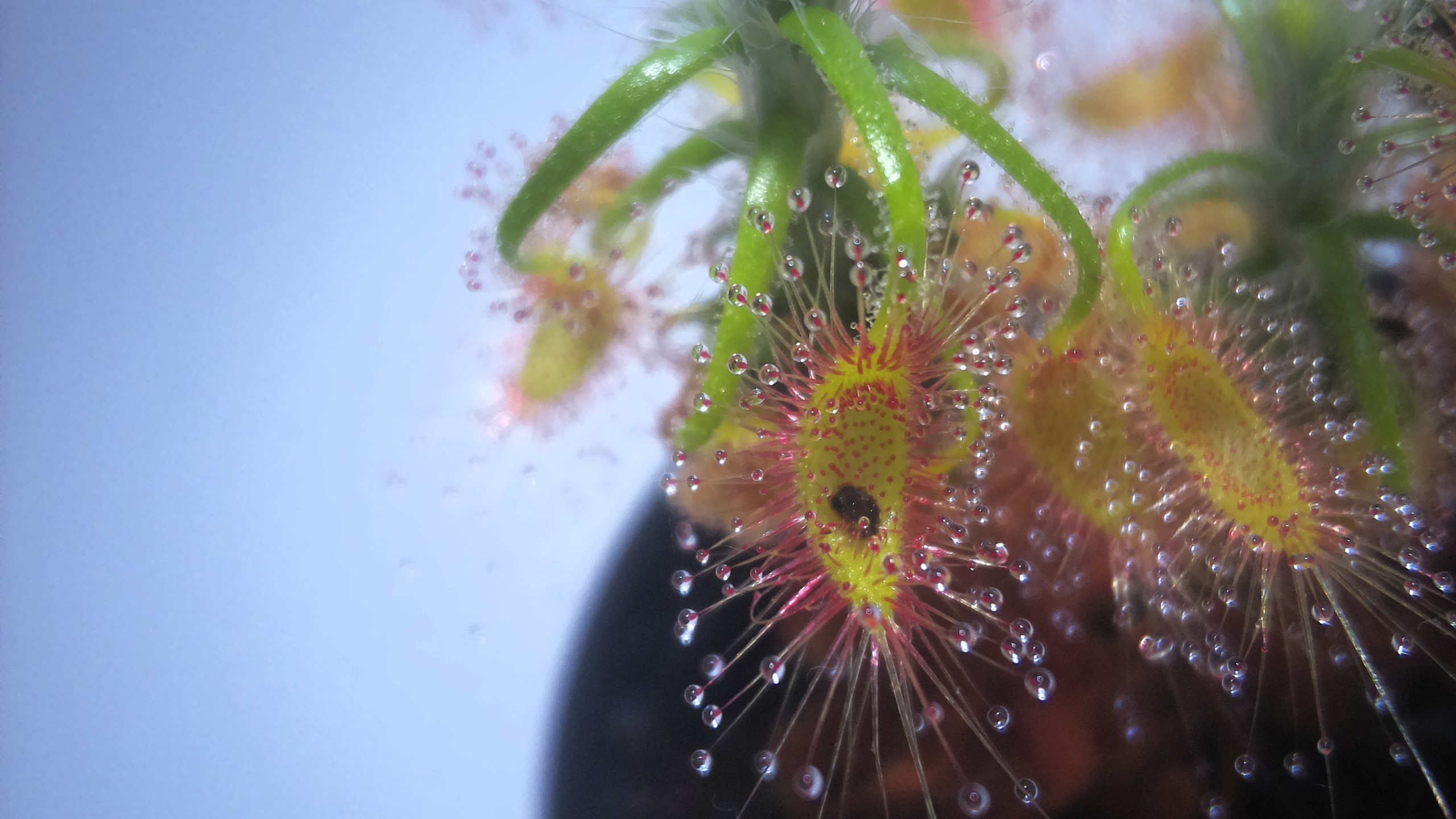 A Washing Machine in Miniature? Digestive Fluid Cycling in Drosera scorpioides