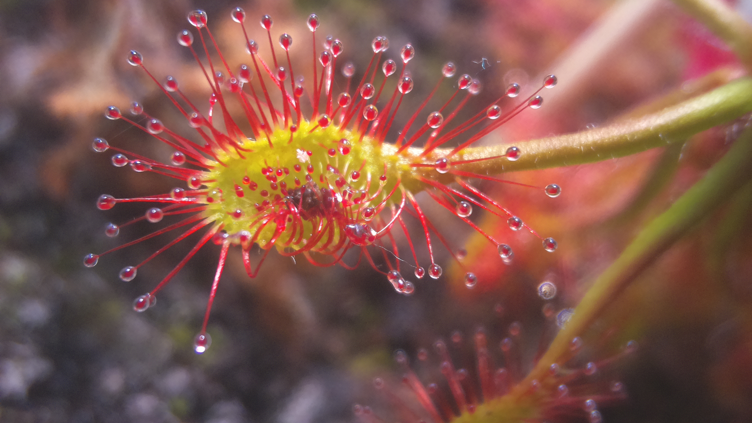 Affordable macro time-lapse photography