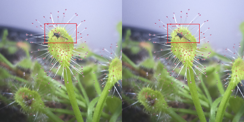 Capturing prey in high speed