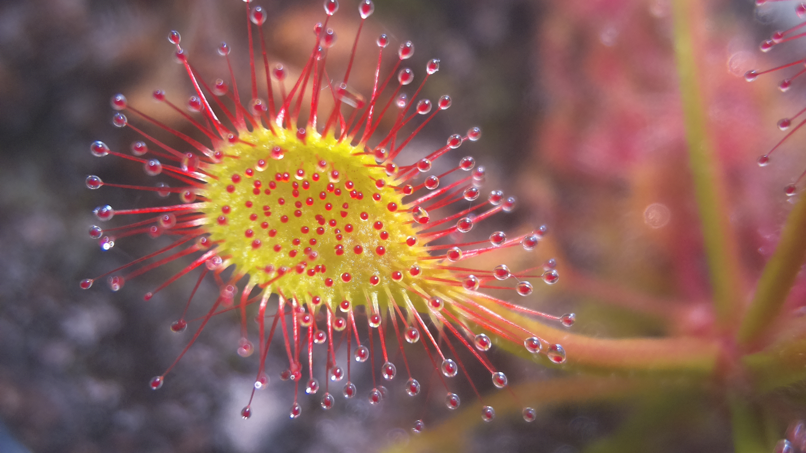 Trap leaf of D. madagascariensis