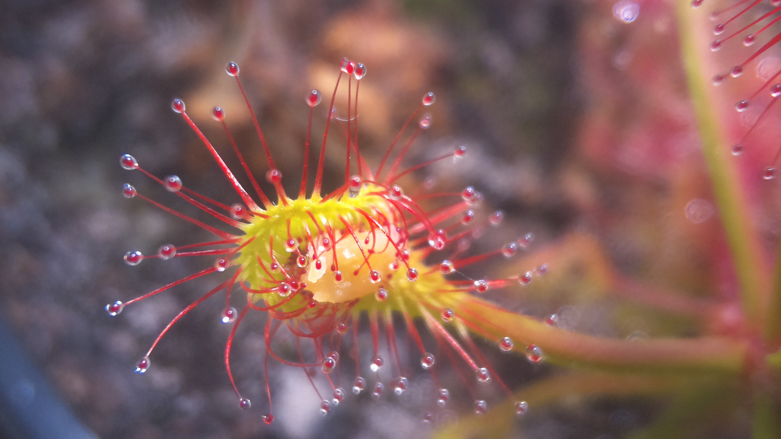 Drosera eating peanut